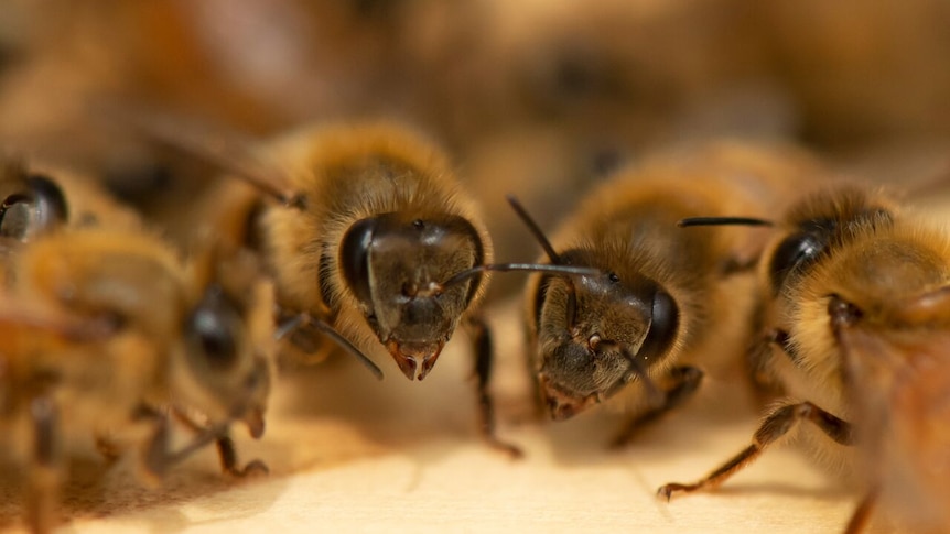 A close-up of honey bees.