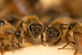 A close-up of honey bees.
