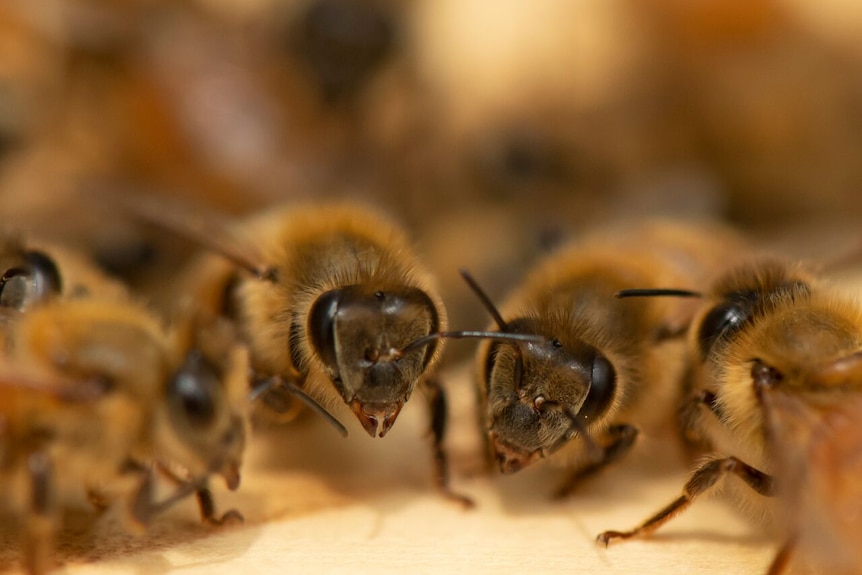 A close-up of honey bees.