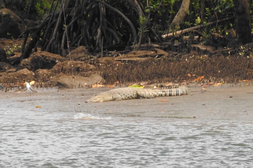 A baited line skims the surface of the water near a crocodile targeted for removal by the Queensland environment department.