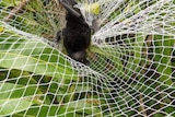 Bat caught in netting which is used to protect crops and fruit trees.