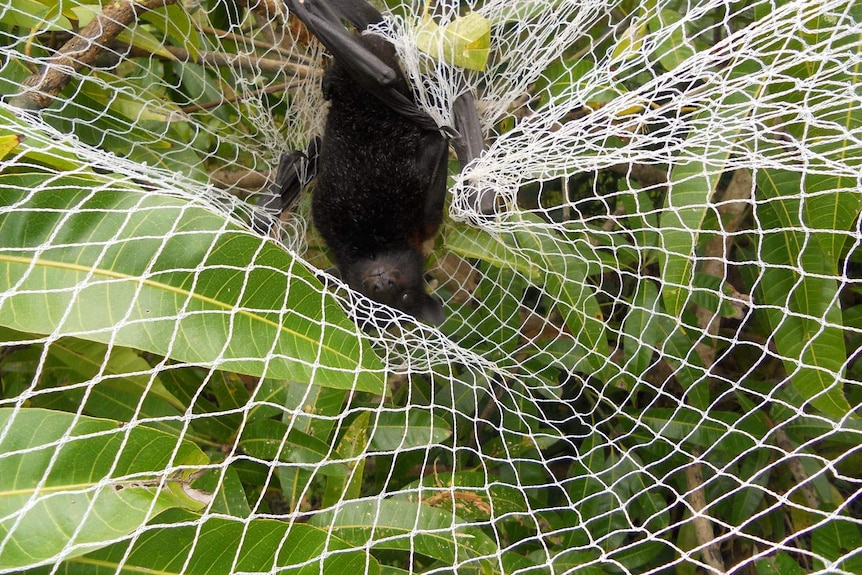 Bat caught in netting which is used to protect crops and fruit trees.
