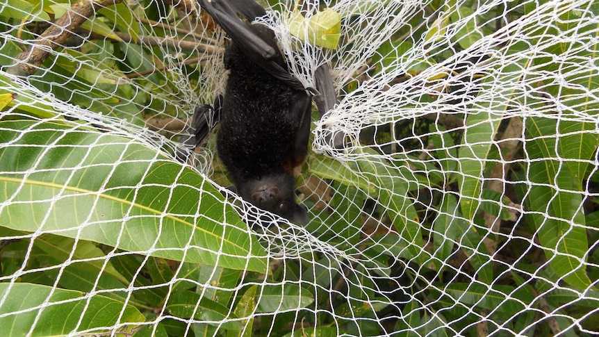 Fruit tree nets bird-friendly