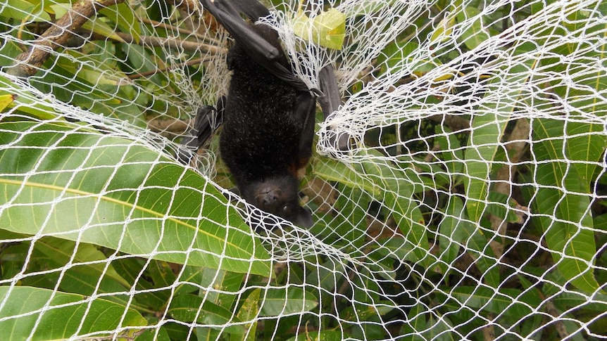 Bat caught in netting which is used to protect crops and fruit trees.