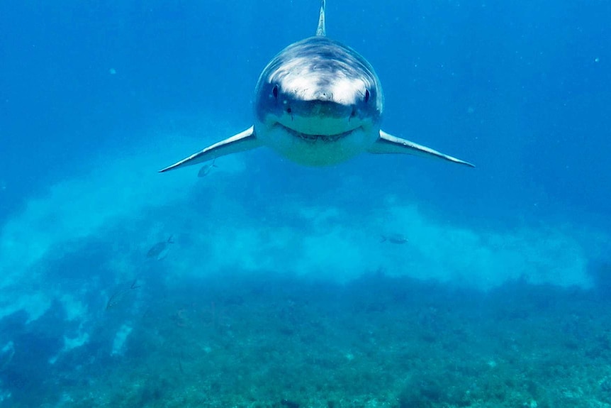 Great white shark eying off the camera.