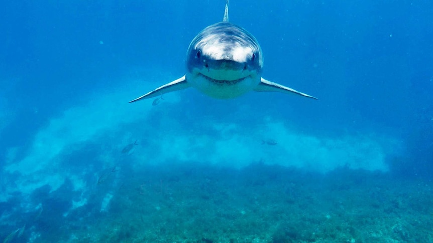 Great white shark eying off the camera.