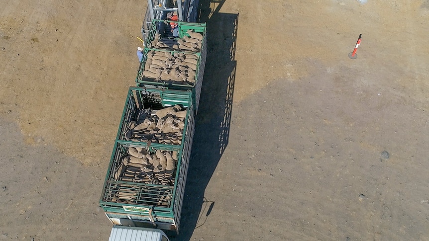 A truck load of sheep arrive at the Warwick saleyards in June 2019.