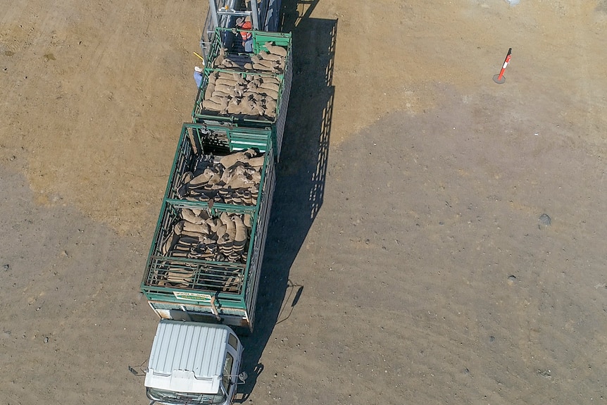 A truck load of sheep arrive at the Warwick saleyards in June 2019.