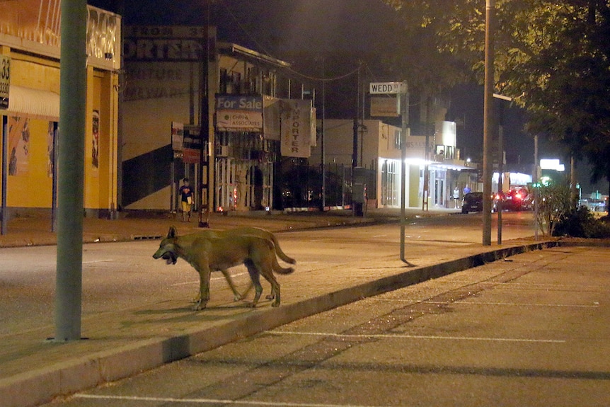 Dingo on Stuart Highway