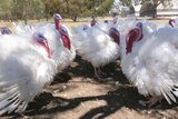 A group of white turkeys with red and blue heads face each other in a half circle in a paddock