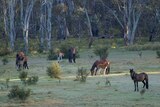 A group of feral horses grazing in bushland.