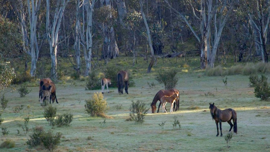 A group of feral horses grazing in bushland.