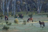 A group of feral horses grazing in bushland.