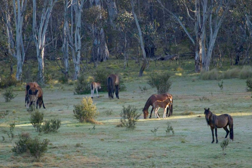 Feral horses at Native Dog Flat