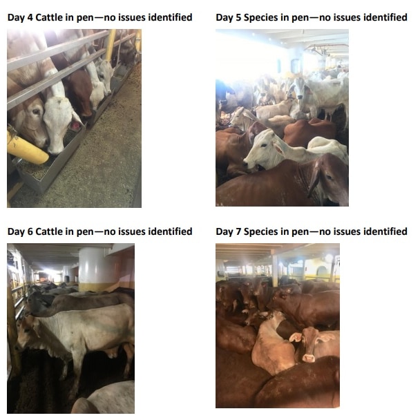 Four panels showing cattle in the hold of a ship, each picture with an annotation reading "no issues identitifed".