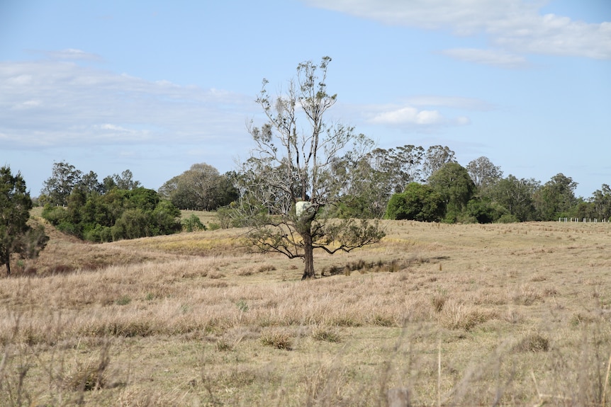 A large hay bail sits in the top of a tree from the 2022 floods, as the region comes to terms with drought conditions.