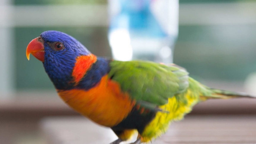 Rainbow lorikeet stands on a table