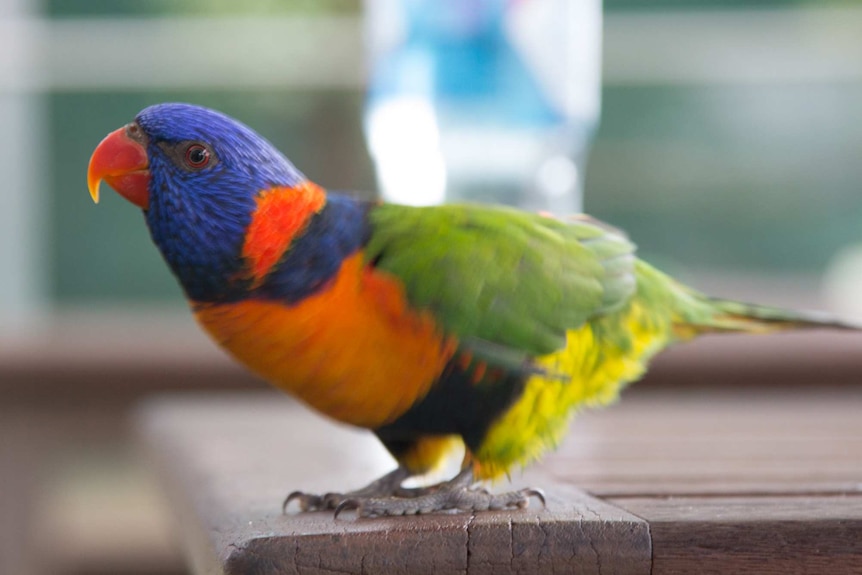 Rainbow lorikeet stands on a table