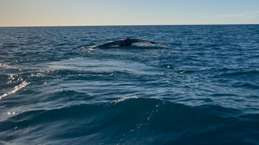 The whale's tail with rope and float is just visible above the water