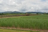 Sugar cane field with sugar cane train moving past.