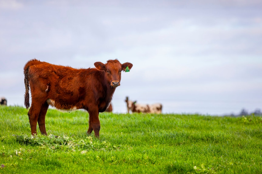 A reddish-brown coloured cow with an ear tag looks at the camera, standing in a green field under cloudy skies.