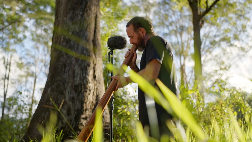 An Indigenous man plays a didgeridoo while standing next to microphones