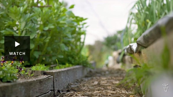 A pathway between vegetable garden beds. Has Video.