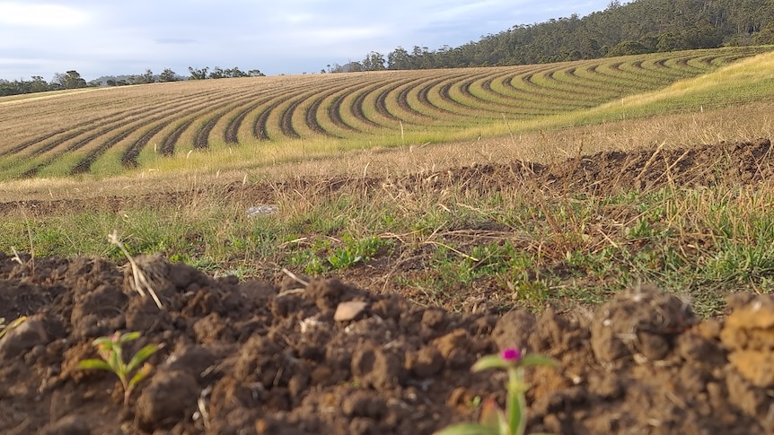 A new circular field of Gomphrena flower is under construction