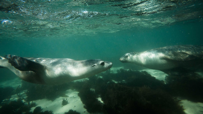 Australian sea lion filmed in the Great Australian Bight off South Australia