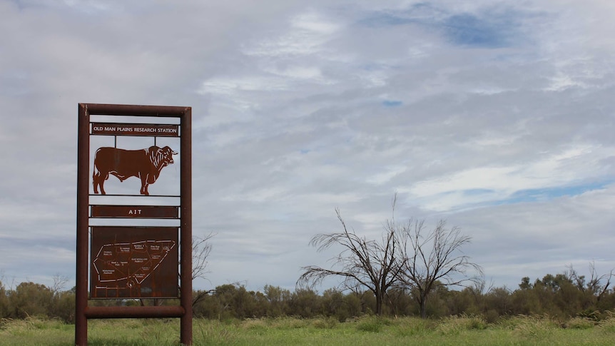 Thanks to recent rain the Old Man Plains Research Station sign is surrounded by green