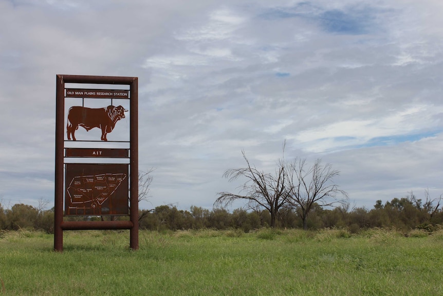 A rusty brown sign with a cow image on it stands in a green paddock and overcast sky.