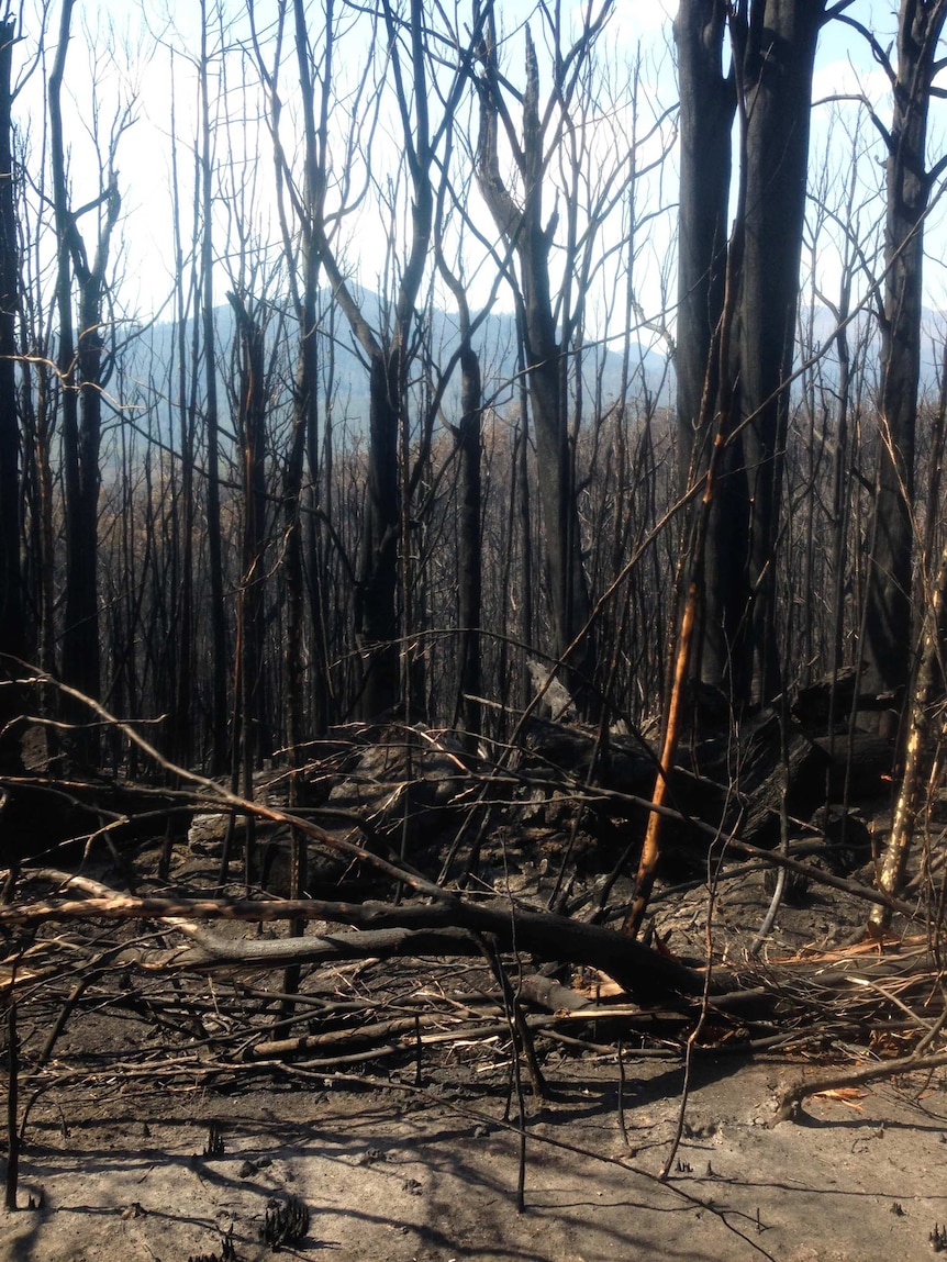 Burnt forest in the Florentine Valley from the Gell River fire