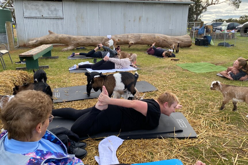 baby goats and women doing yoga