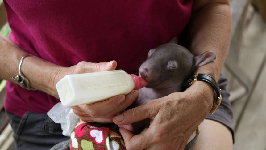 A baby wombat being fed by a bottle escaped the Australian bushfires.