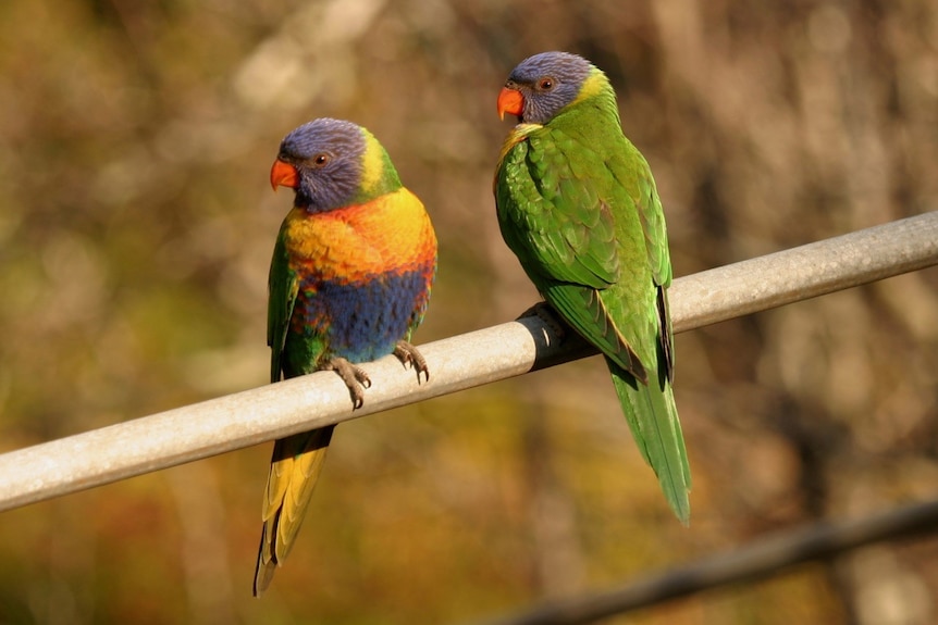 Rainbow lorikeet