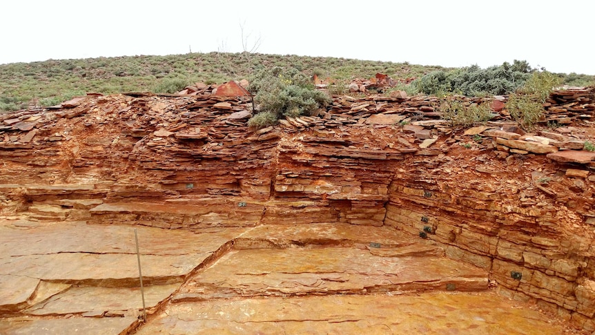 The fossil site on the pastoral property Nilpena Station.