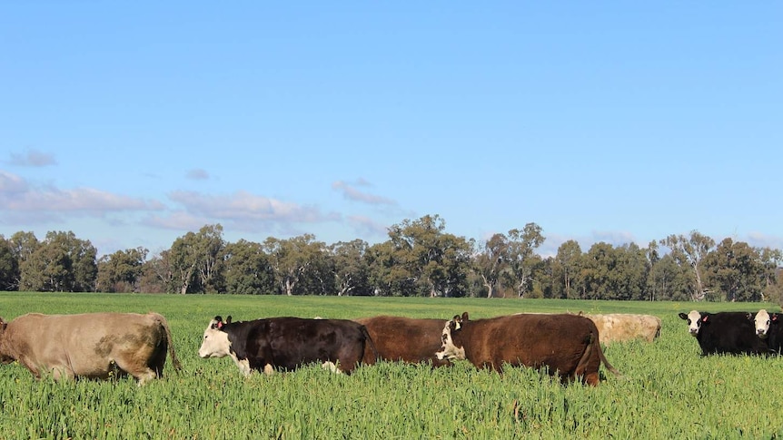 Cattle walking in long, green crops under a right blue sky.