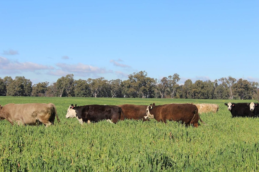 Cattle walking in long, green crops under a right blue sky.