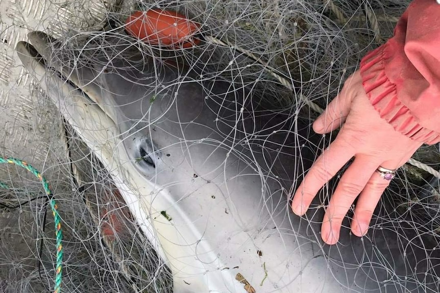 A dead baby dolphin is trapped in a graball net with a woman's hand next to it for scale.