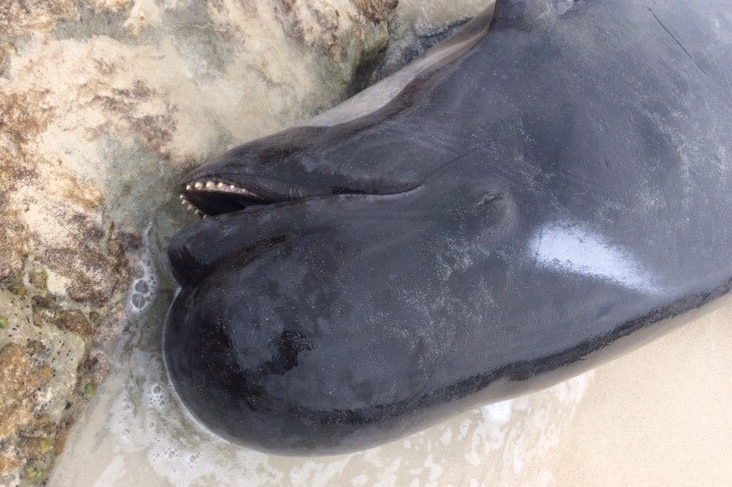The head of a beached whale lying on sand and rocks