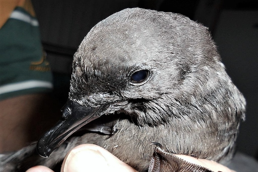 Close up of the head of a Bulwer's petrel seabird called Buggerlugs. It's being held by a human hand