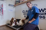 An obese bassett hound on a vet clinic scale with a vet nurse