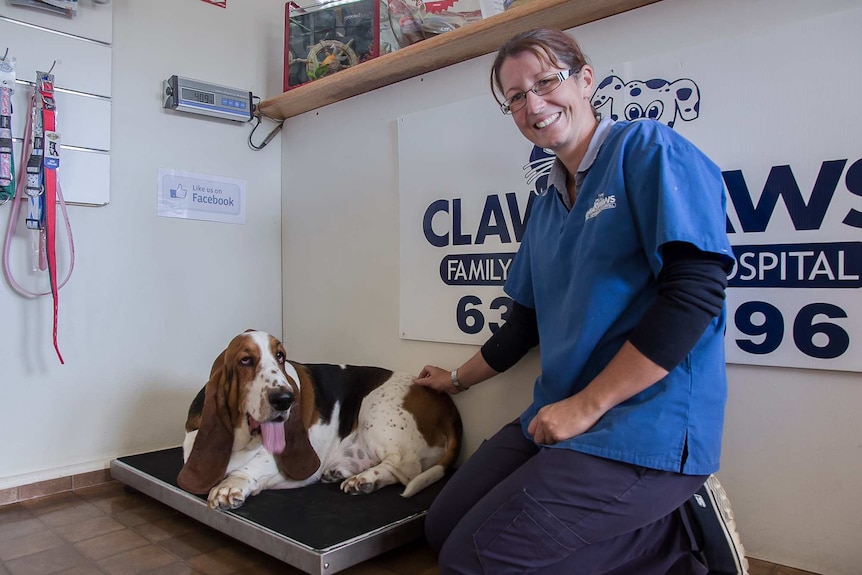 An obese bassett hound on a vet clinic scale with a vet nurse