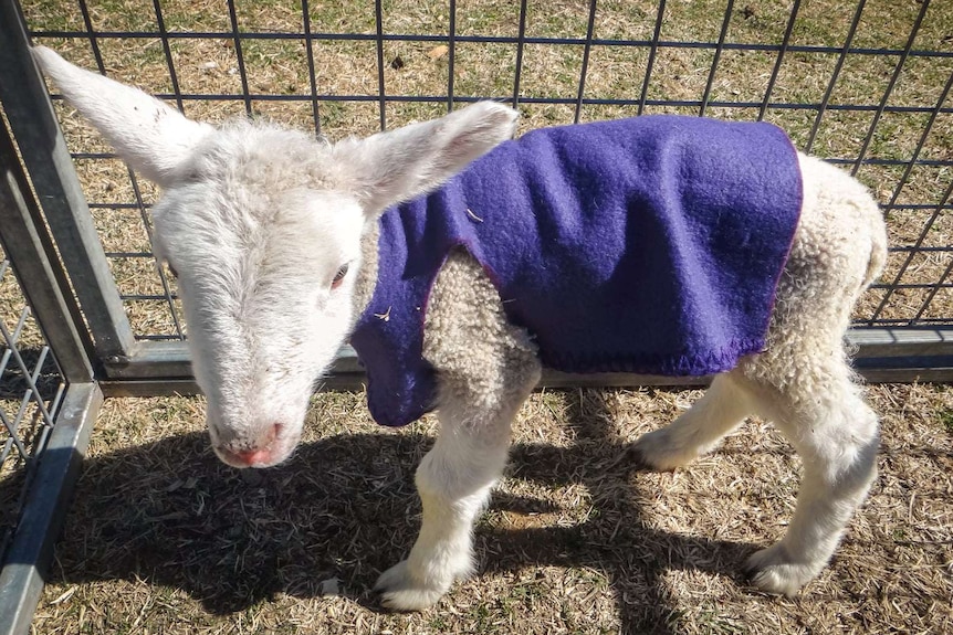 Lamb wearing little purple coat inside a crate.