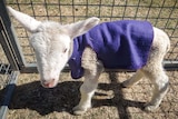 Lamb wears a purple coat.