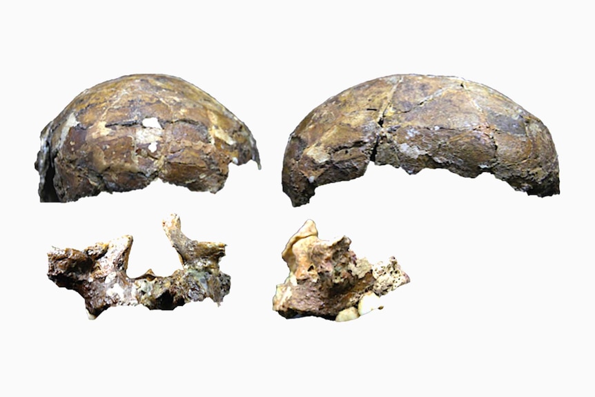 Front and side angles of the Deep Skull fossil.