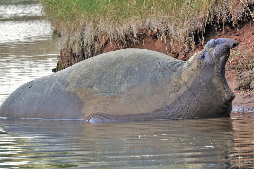 An elephant seal is half submerged in a water.
