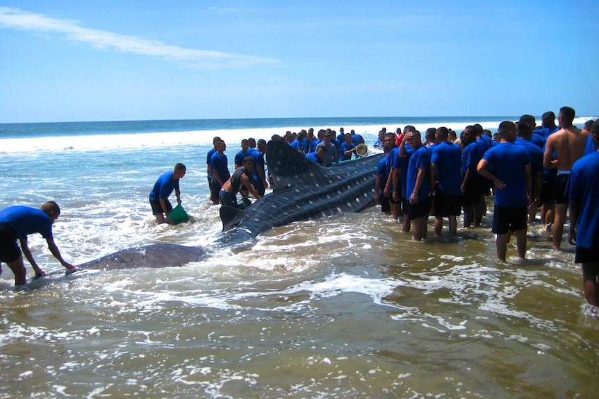 Volunteers trying to push the stranded whale shark into the ocean in Ecuador