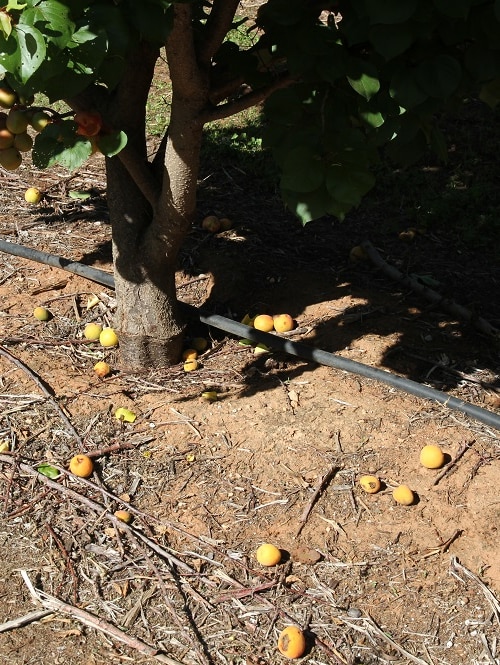 apricots underneath a tree