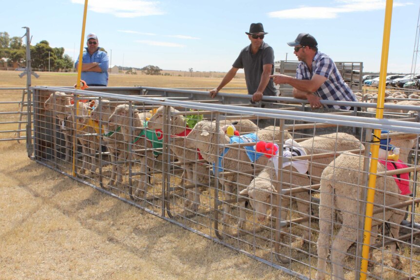 2017 Booleroo Centre Sheep Races starting gate